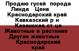   Продаю гусей  порода Линда › Цена ­ 950 - Краснодарский край, Кавказский р-н, Казанская ст-ца Животные и растения » Другие животные   . Краснодарский край